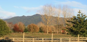 A view of Mount Pirongia from our property