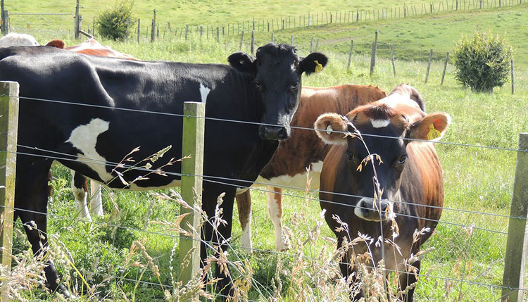 Waikato Dairy Cows (photo courtesy of Mike Yardley, 2017)