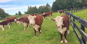 Hereford cattle at our Amberfields lifestyle farm.